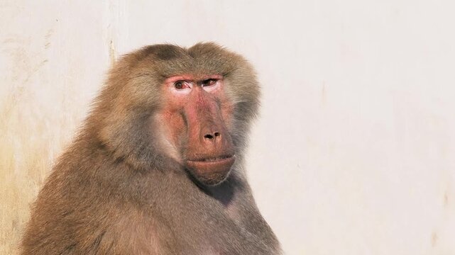 portrait of papio Hamadryas on a white background, slow motion