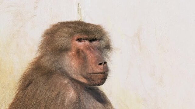 portrait of papio Hamadryas on a white background