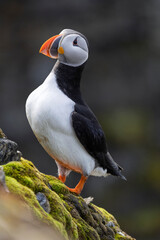 Puffin 