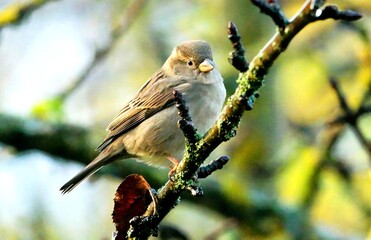Small Songbird Perched on a Tree Branch in Soft Natural Light
