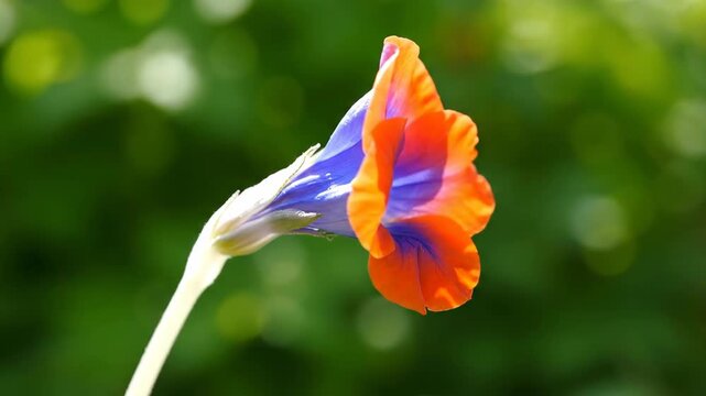 Single Blooming Glory Flower - A close up shot of a single blooming glory flower shows the orange and blue petals against a green background.