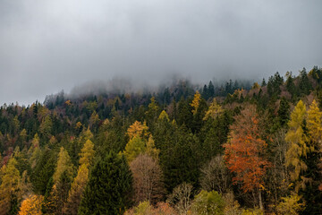 Autumn landscape near Berchtesgarden in Southern Germany with fog. Autumn forest with fog and the view of fail foliage