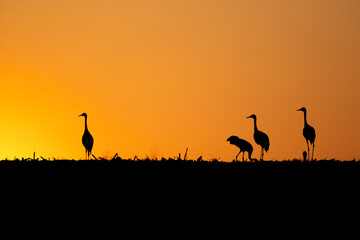 Common cranes