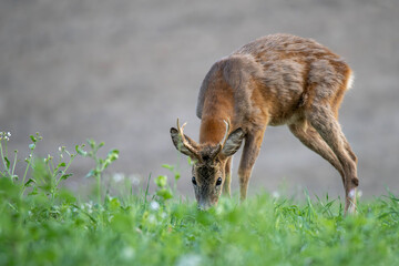 European roe deer