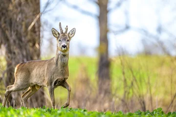 Rolgordijnen Ree European roe deer  © Karol
