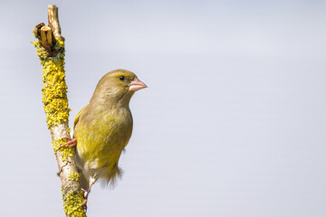 Greenfinch