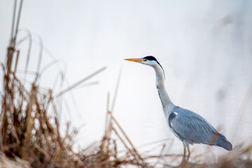Grey heron