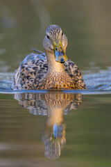 duck in the water