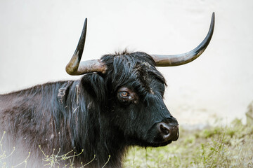 portrait of a bull