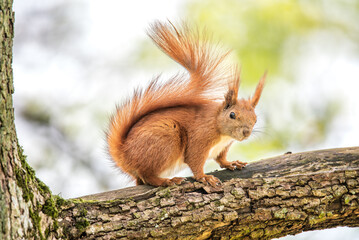 squirrel on a tree