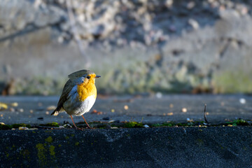 Robin