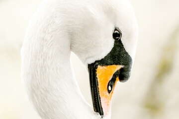 Swan