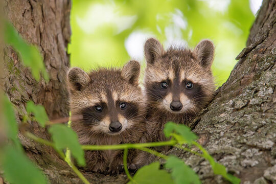 Raccon Images – Browse 1,477 Stock Photos, Vectors, and Video | Adobe Stock