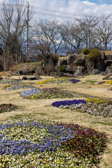Dry floral garden with colorful viola flowers in early spring in Obuse, Nagano region in Japan