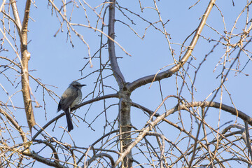 Brown-eared Bulbul (Hypsipetes amauotis) percehd on branch in tree in Japan