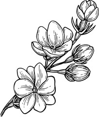 Jasmine Sambac Maid of Orleans ink sketch.