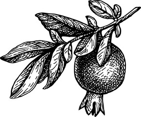 Pomegranate branch with fruit ink sketch.