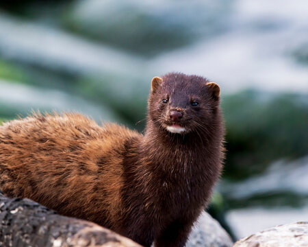 American mink portrait
