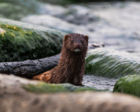 American mink