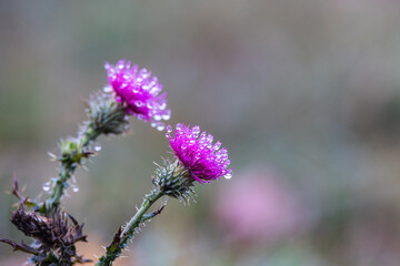 Purple thistle blossoms covered with morning dew in soft natural light, Germany, Eichstätt, 7 November 2025