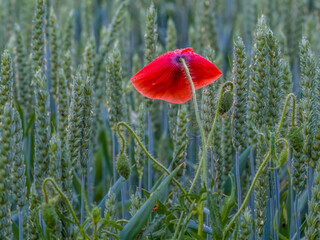 Red poppy against a background of green cereals