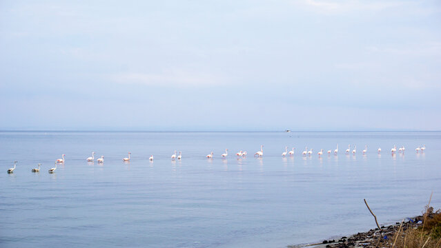 A small flock of pink flamingos, stretched out in a line, slowly moves through the water along the shore of the bay. A fishing boat is visible on the horizon. Thermaikos Gulf, Greece.