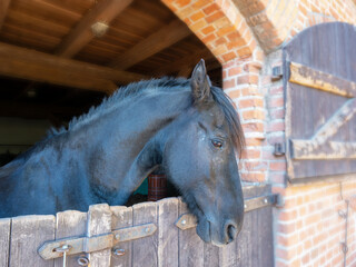 Galiny. Sportowy koń w stajni.  © Janusz Lipiński