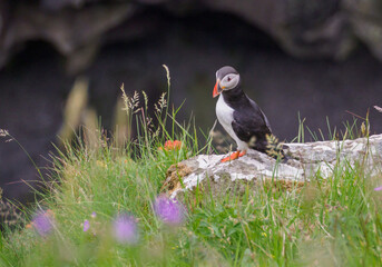 faroe Islands