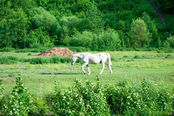 A green pasture with a grazing white horse. Summer rural landscape with a domestic animal grazing in a pasture