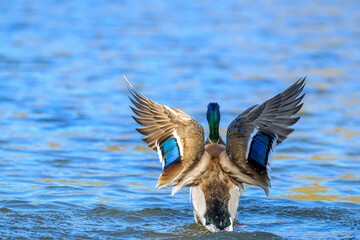 Mallard duck