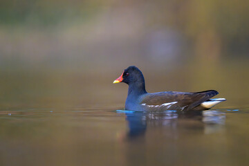 Common moorhen