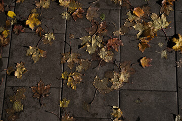 Autumn leaves in the street