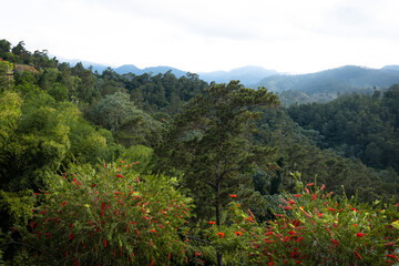 View of forested mountain landscape. Mountains covered with trees