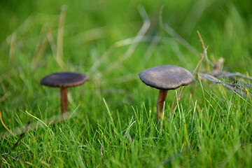 Entoloma mushrooms pink-capped mushrooms brown caps and pink gills poisonous macro forest flora mycelium nature autumn