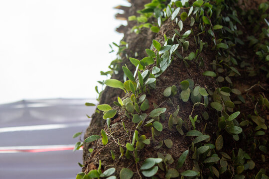 Close up of a vine growing on tree bark. Green vines on a tree trunk with bright copy space on the left.