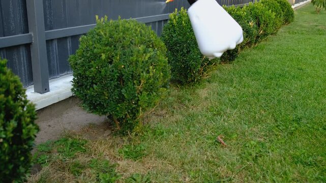 Spraying boxwood in the garden. Selective focus.