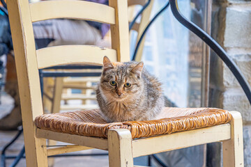Cute Tabby Cat Resting Comfortably on a Woven Chair in an Outdoor Cafe Setting, Focusing on Animal Portraiture