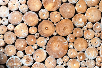 Close-up of the cross-sections of various sizes of teak wood logs