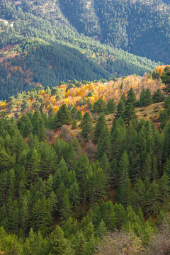 Vertical View of Dense Green Pine Forest Slopes in the Pindos Mountains near Samarina, Valia Kirna, Greece, Interspersed with Patches of Bright Yellow and Orange Autumn Deciduous Trees