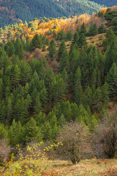 Vertical View of Dense Green Pine Forest Slopes in the Pindos Mountains near Samarina, Valia Kirna, Greece, Interspersed with Patches of Bright Yellow and Orange Autumn Deciduous Trees