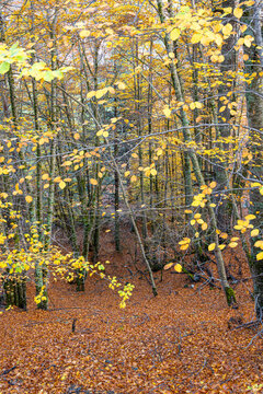 Vertical View of a Deciduous Forest near Samarina, Pindos, Greece, Featuring Slender Trees with Remaining Yellow Foliage and a Forest Floor Richly Carpeted in Brown Autumn Leaves
