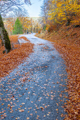 Paved Road or Wide Path Winding Through the Valia Kirna Forest near Samarina, Pindos, Greece, Abundantly Lined by a Thick Carpet of Bright Brown and Orange Autumn Leaves