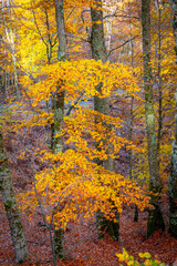 Vertical Close-up of Vibrant Golden-Yellow Deciduous Foliage in the Valia Kirna Forest near Samarina, Pindos, Greece, Contrasting with Pale Tree Trunks and the Brown Forest Floor in Autumn