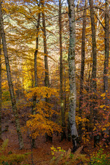 Vertical View of a Deciduous Forest Interior in the Valia Kirna/Samarina, Pindos, Greece, Featuring Pale, Mossy Tree Trunks and Vibrant Golden-Yellow and Orange Autumn Foliage