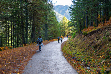 Paved Forest Road or Path Winding Through a Sunny Pine Forest with Brown Autumn Leaf Litter and Distant People Walking