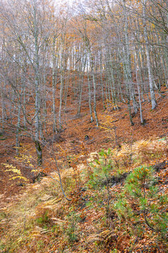 Steep Hillside Covered in Deciduous Forest in Late Autumn near Samarina, Valia Kirna, Pindos, Greece, Featuring Slender, Bare Trunks and a Forest Floor of Brown Leaf Litter and Ferns