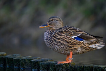 Mallard duck