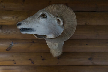 taxidermy mount on a wooden wall of a dall sheep, which is a species of thinhorn sheep