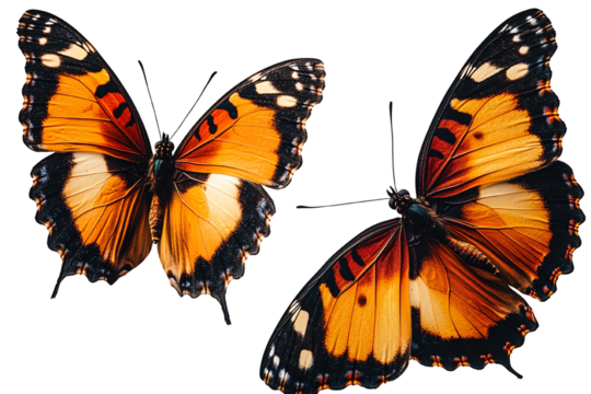 Two vibrant butterflies with orange and black wings, gracefully positioned against a white background.