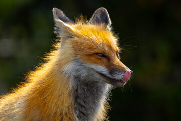 Fox in Yellowstone National Park